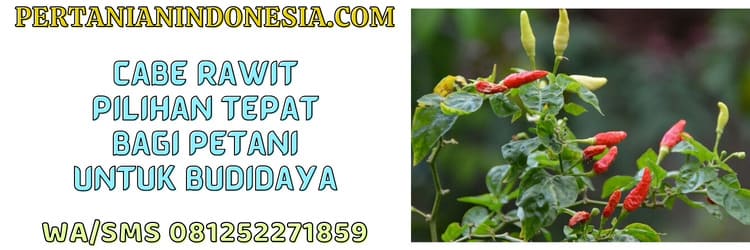 cabe rawit,petani,budidaya,budidaya cabe,budidaya cabe rawit